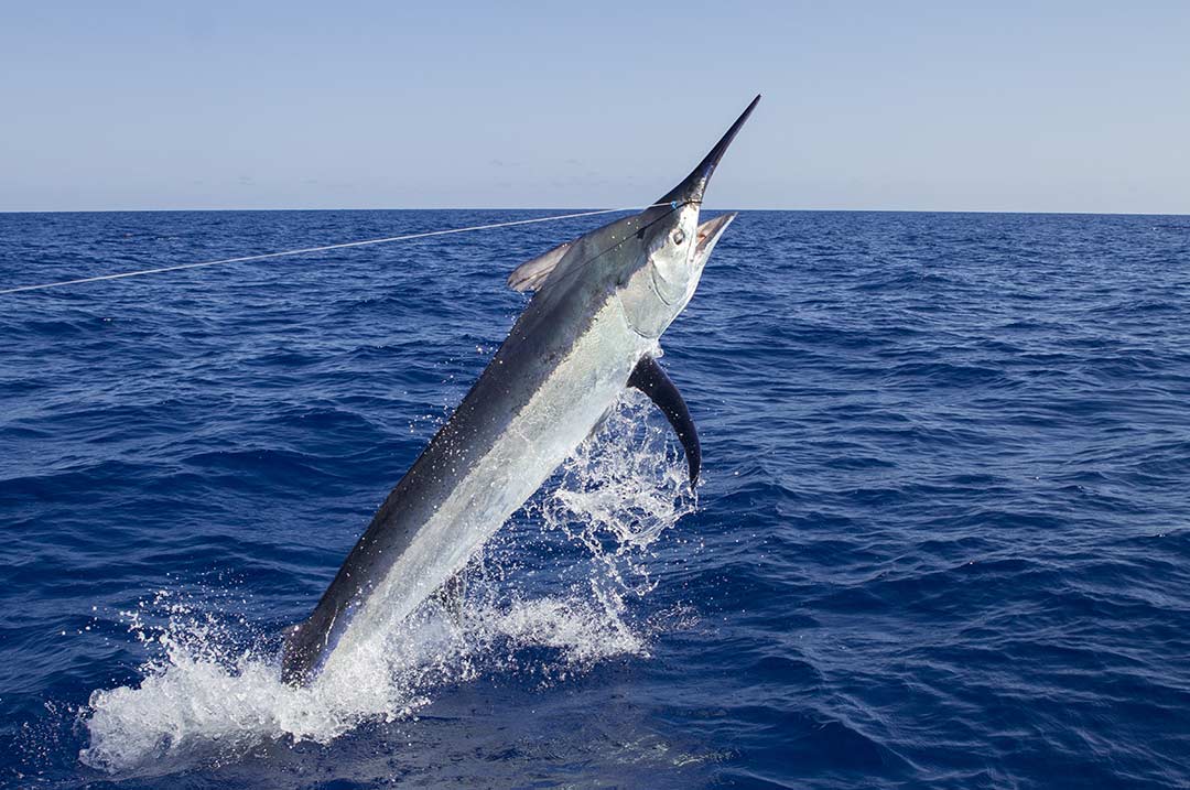 Marlin fishing