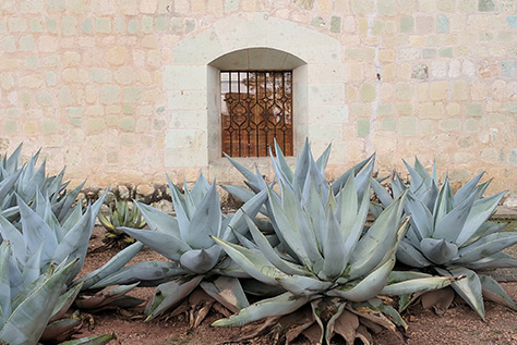 Tequila Tours