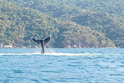 Whale Watching