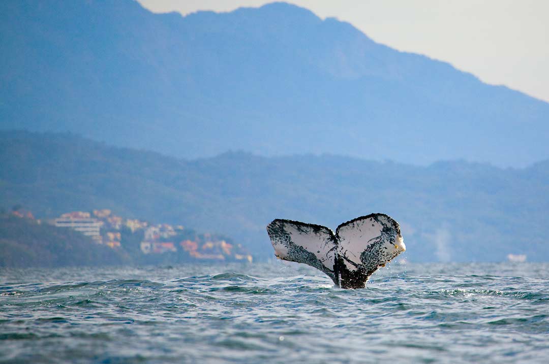 Whale watching