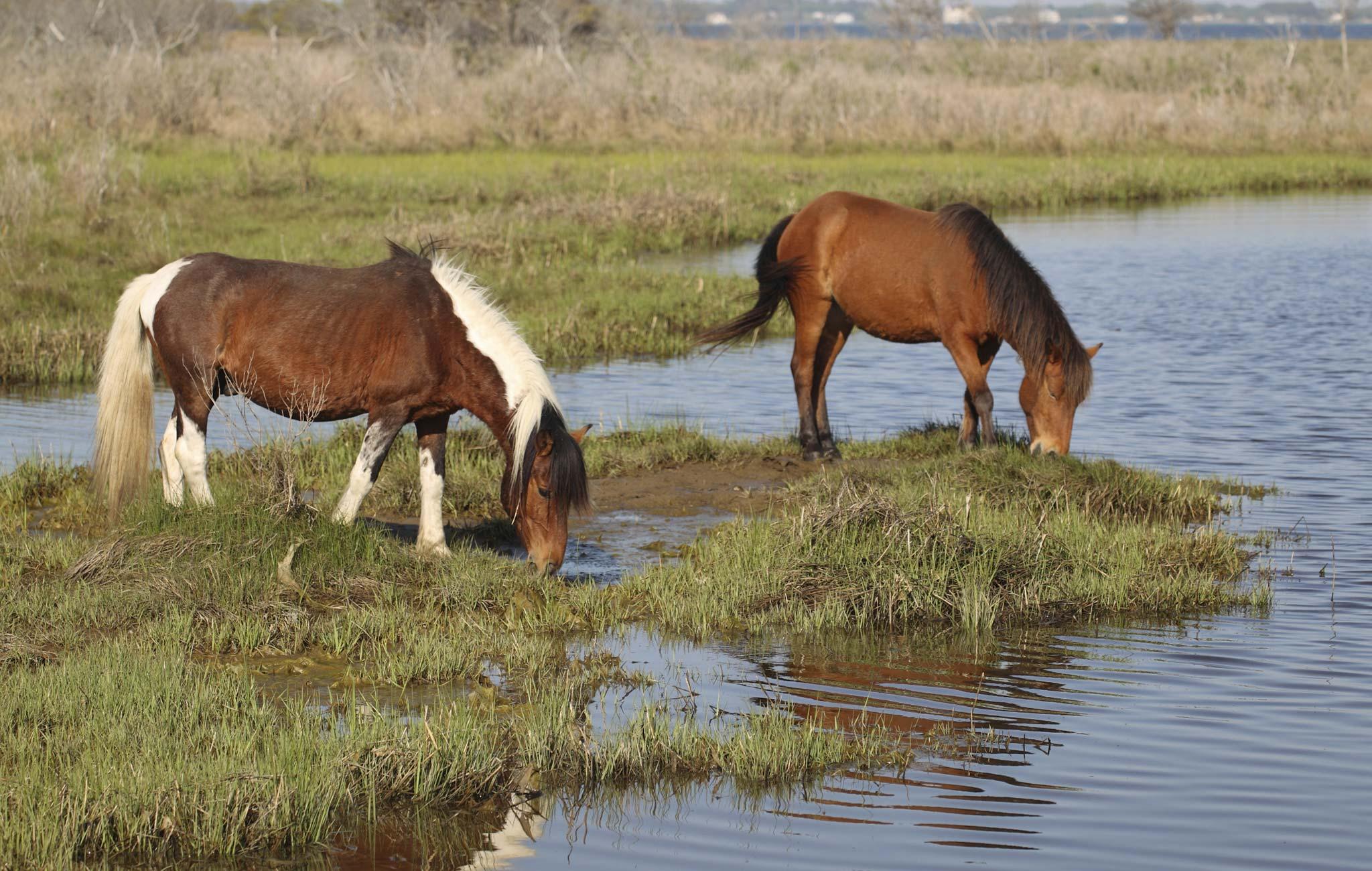 Hotels near Assateague Island in VA - Choice Hotels